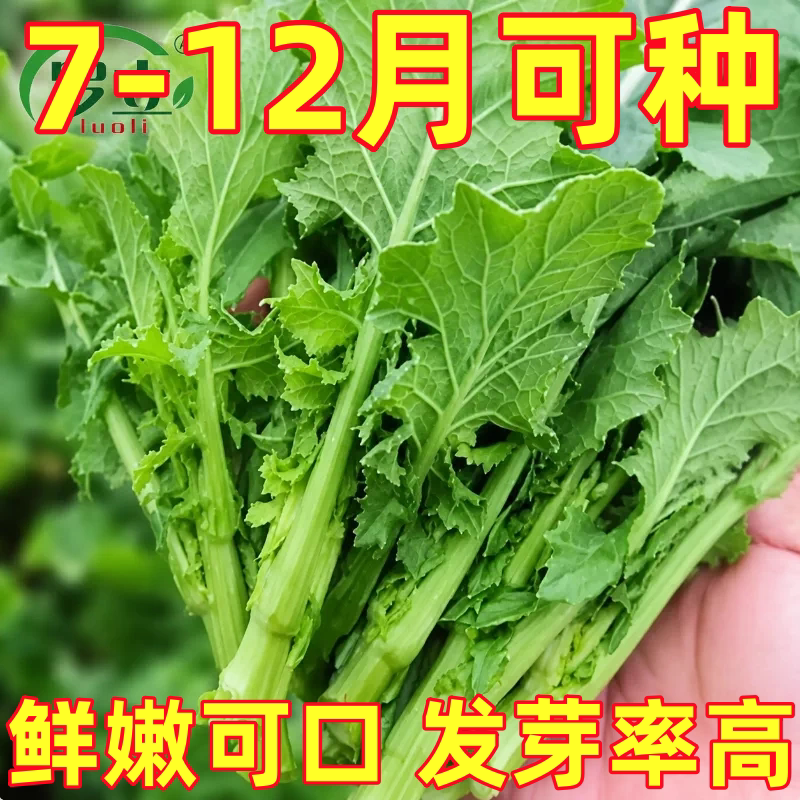 板蓝根青菜苔种子四季春秋阳台盆栽庭院农家种植蔬菜大全种籽孑