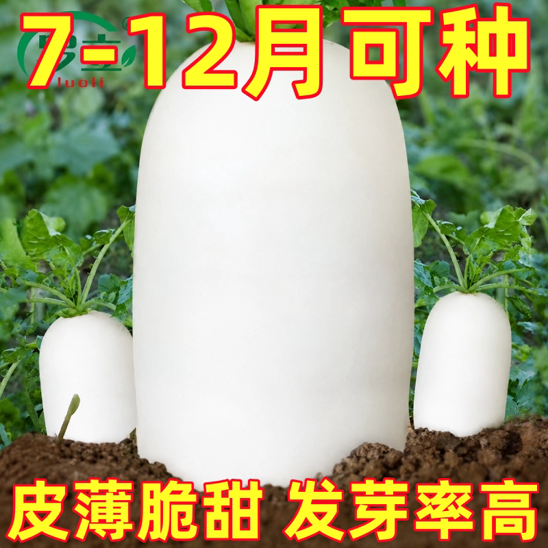 九斤王特大萝卜种子种籽秋季四季孑子籽种白皮水果白罗卜大全