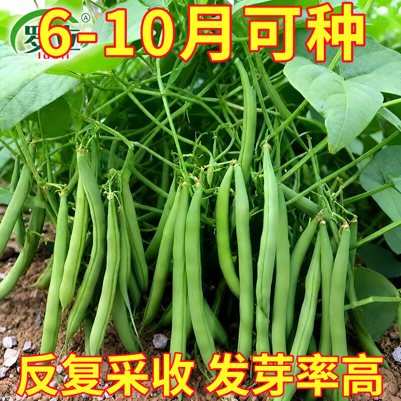 无架地豆种子苗高产不搭架豇豆豆角种孑春夏秋菜豆矮生四季豆种籽