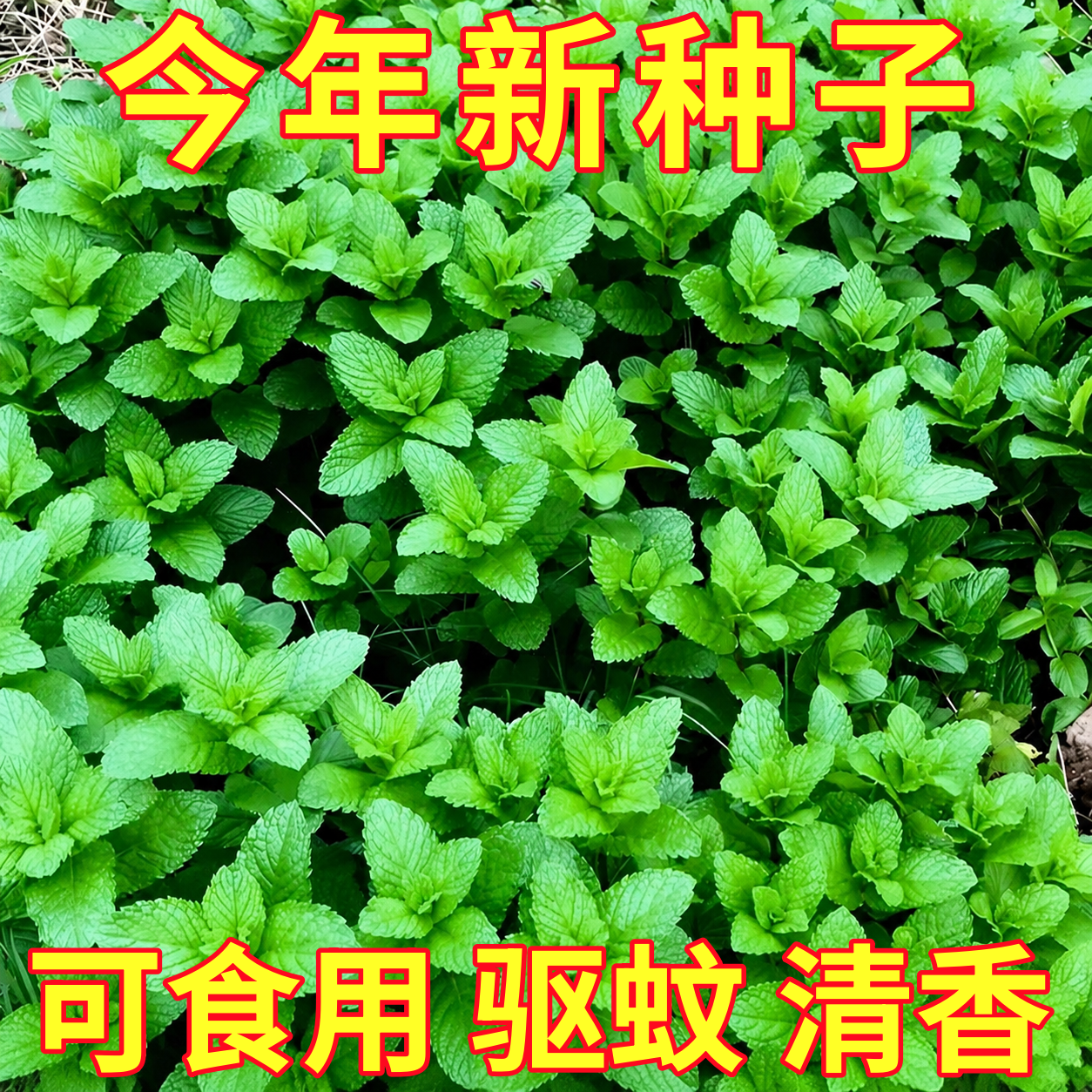 薄荷种籽子可食用春夏播种香水留兰香猫薄荷种孑阳台盆栽蔬菜种子
