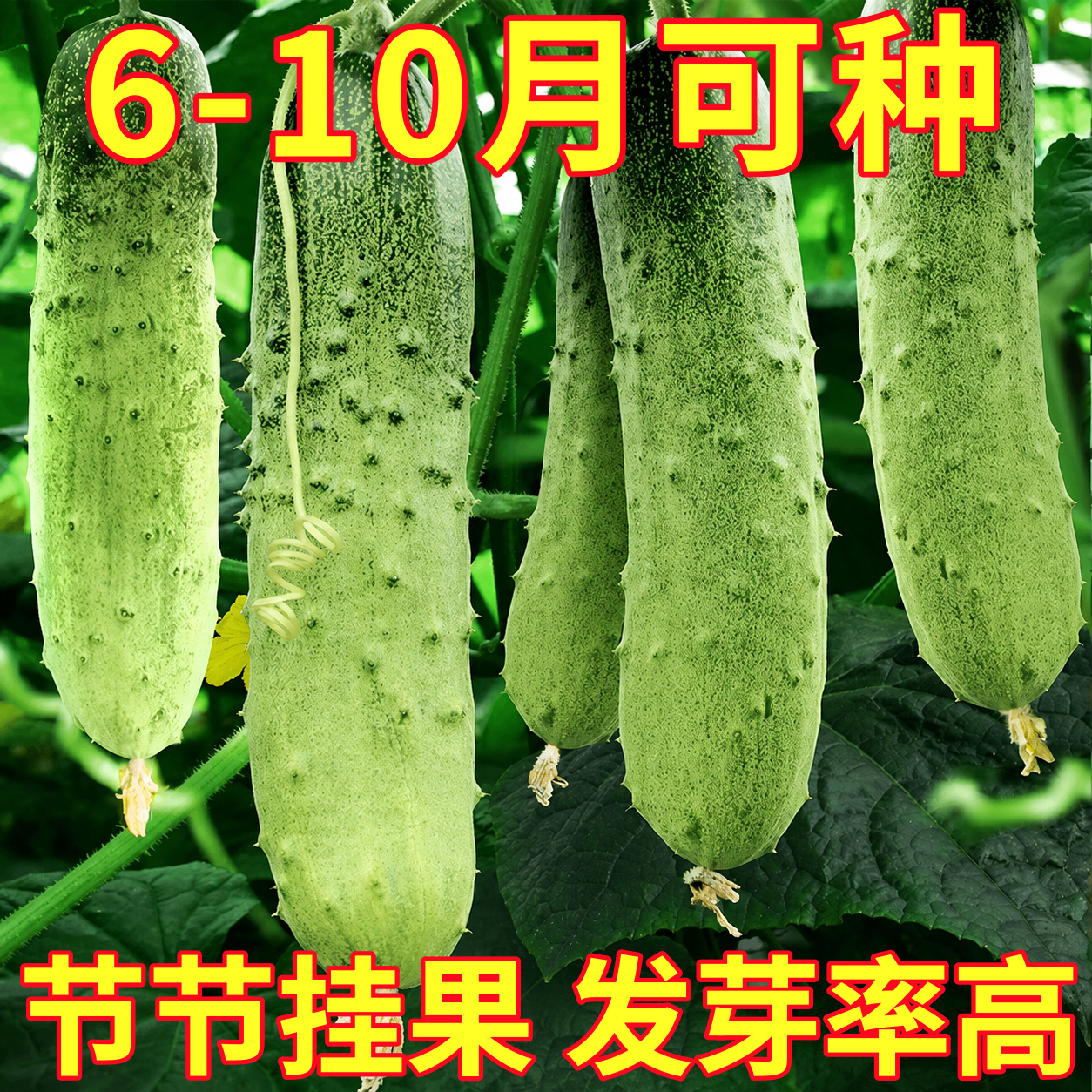 水果旱黄瓜种子四季好种阳台盆栽春秋季黄瓜种籽水果蔬菜黄瓜种孑