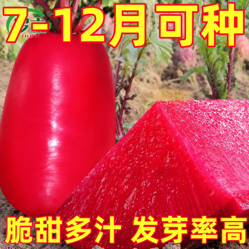 紫美人凤梨水果萝卜种子大全红心红皮萝卜种籽苗秋播盆栽蔬菜种孑