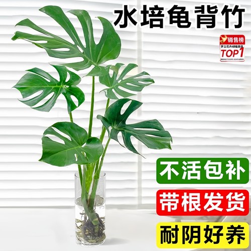 水培植物龟背竹盆栽老桩大叶绿植室内花卉客厅桌面好养吸绿萝