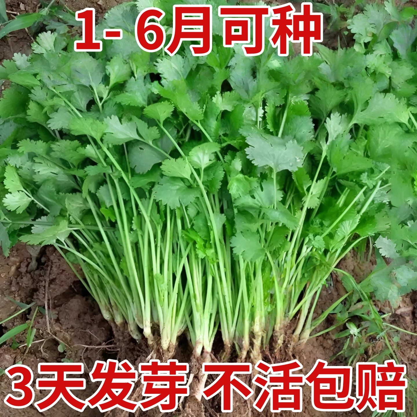 大叶香菜种子春秋阳台速生香菜耐寒耐热农家菜园芫荽盆栽蔬菜籽种,鲜花速递/花卉仿真/绿植园艺,种苗/半成品盆栽,淘宝优惠券,粉丝福利购,淘宝优惠卷