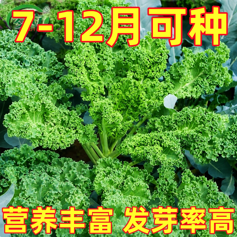 羽衣甘蓝种孑蔬菜种子阳台自种菜苗南方秋播菜种籽四季菜籽盆栽