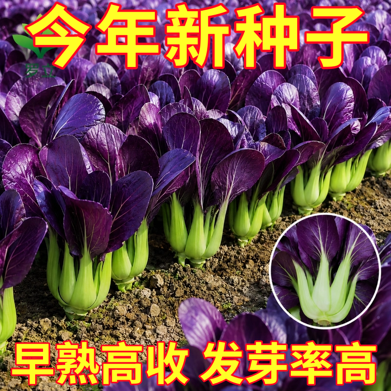 紫罗兰油莱种小白菜种子紫油菜种籽秋季菜种农家青菜南方蔬菜孑