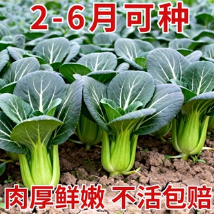 苏州青种子黑叶矮脚青梗菜黑大头上海青耐热耐寒肉厚香糯农家青菜