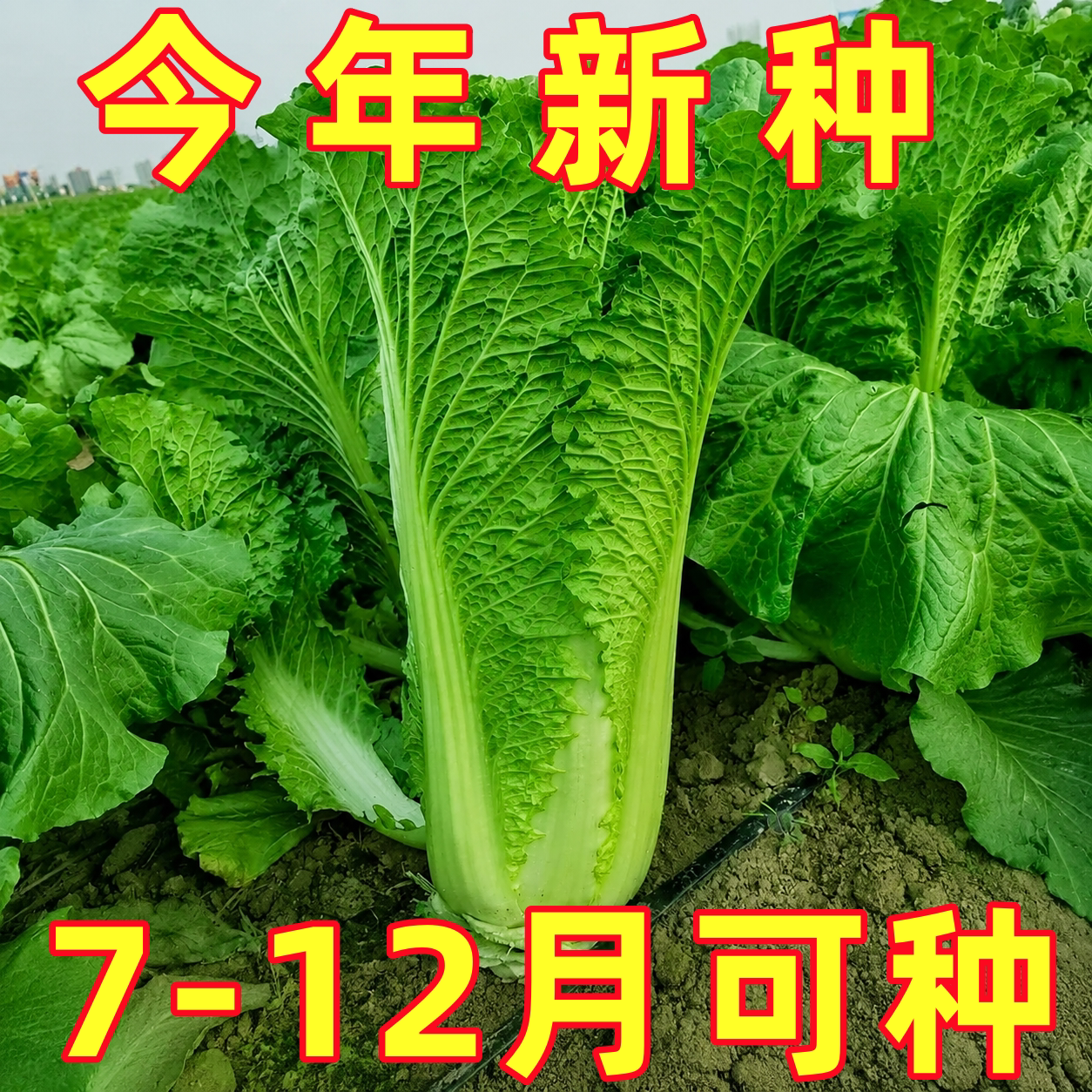 天津绿青麻叶大白菜种子种籽秋季青口四季孑子早熟秋冬季籽种东北