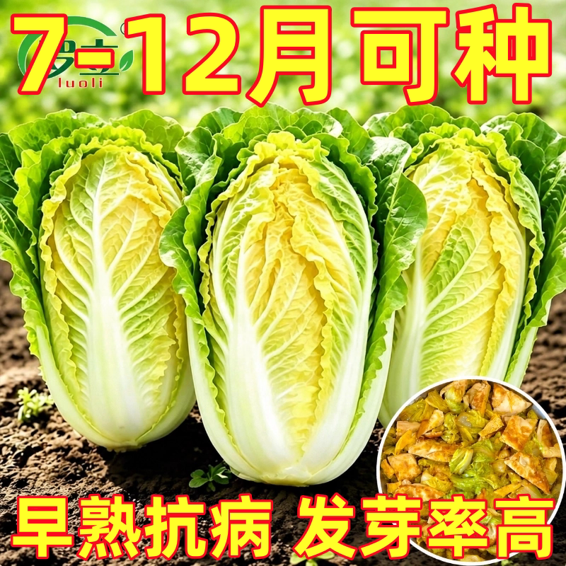 正宗娃娃菜种子老品种黄心娃娃菜进口奶油小娃娃菜籽种大白菜种子