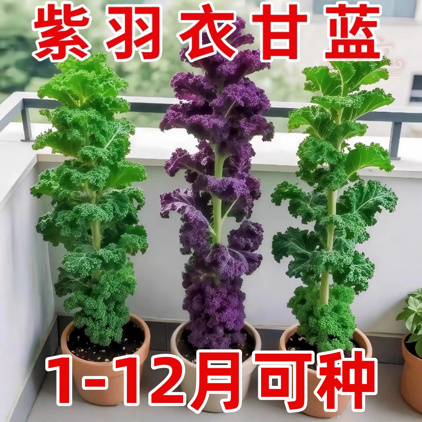 紫色羽衣甘蓝种孑蔬菜种子阳台自种菜苗南方秋播菜种四季菜籽盆栽