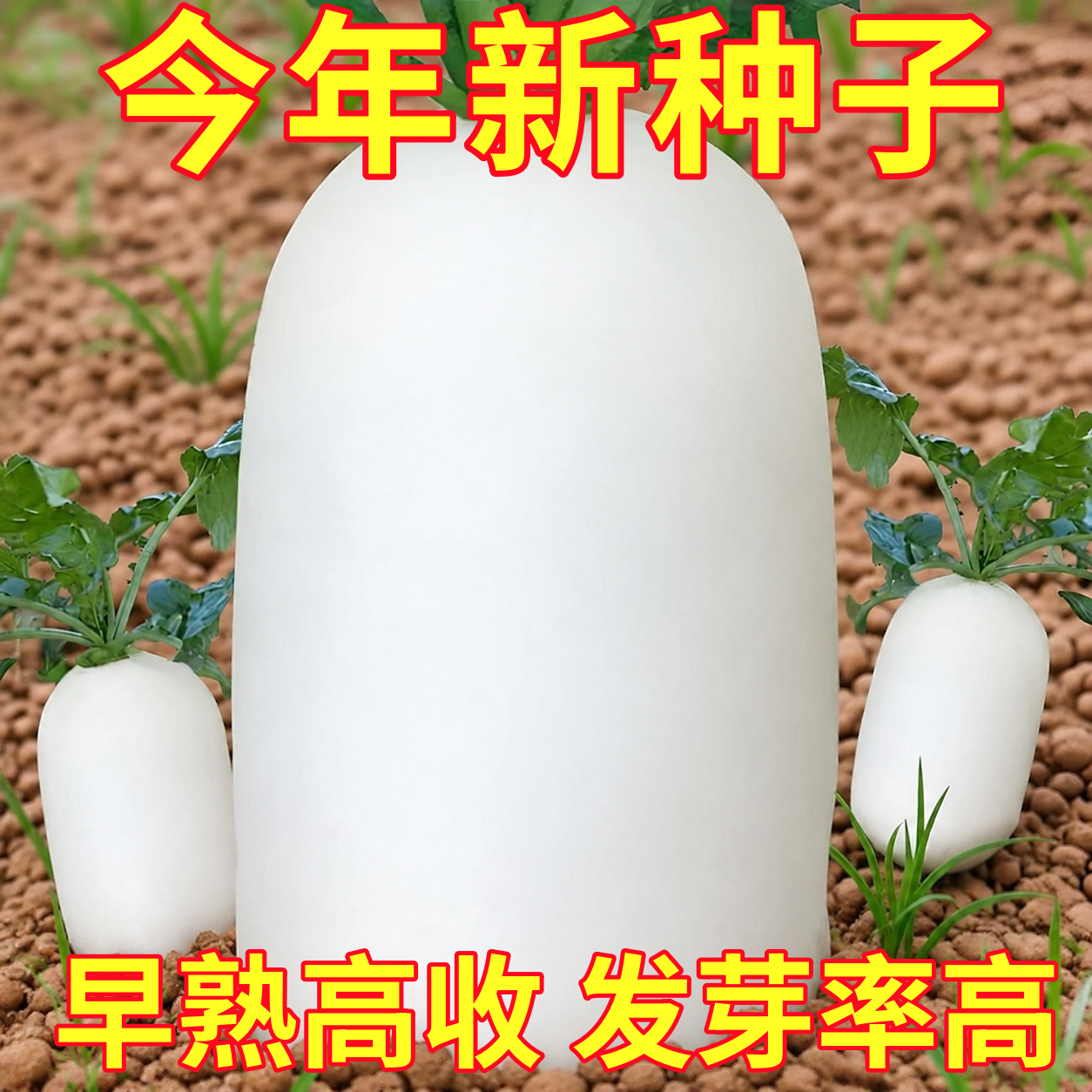 夏季夏抗40白萝卜种子大全水果萝卜籽蔬菜种子红萝卜大萝卜白玉