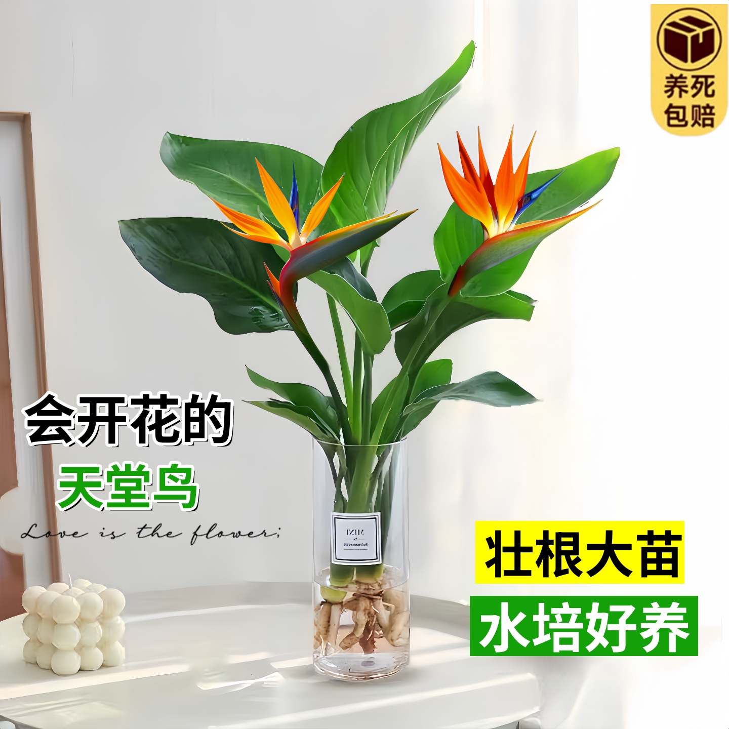 水培天堂鸟植物水养大绿植盆栽四季常青易活花卉鹤望兰室内阳台