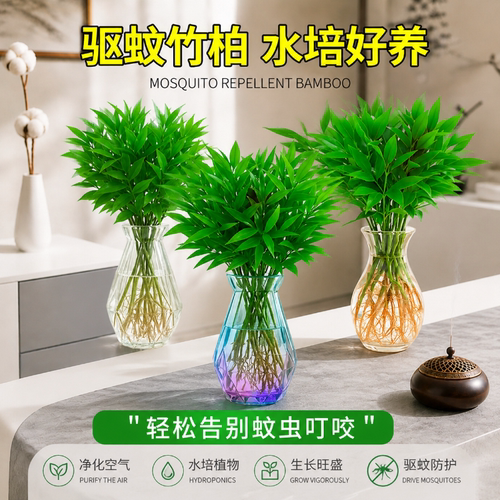 驱蚊竹柏水培植物盆栽树苗客厅竹子办公室内绿植桌面水养花卉好养