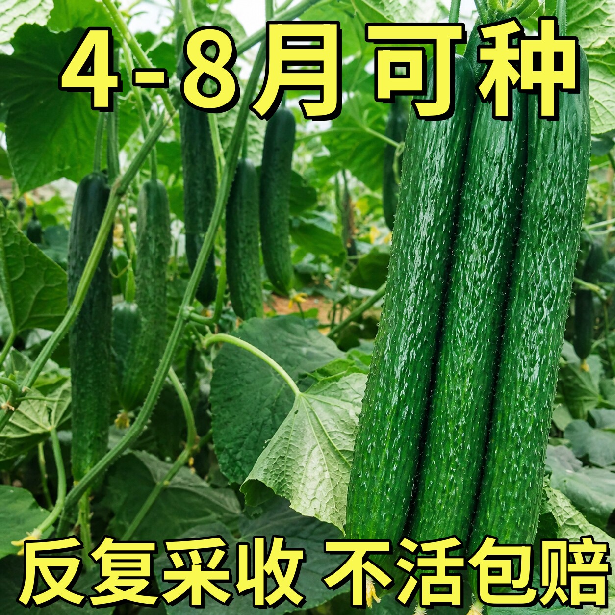 津研四号黄瓜种子绿肉绿心密刺青黄种子农家水果旱黄瓜蔬菜种籽