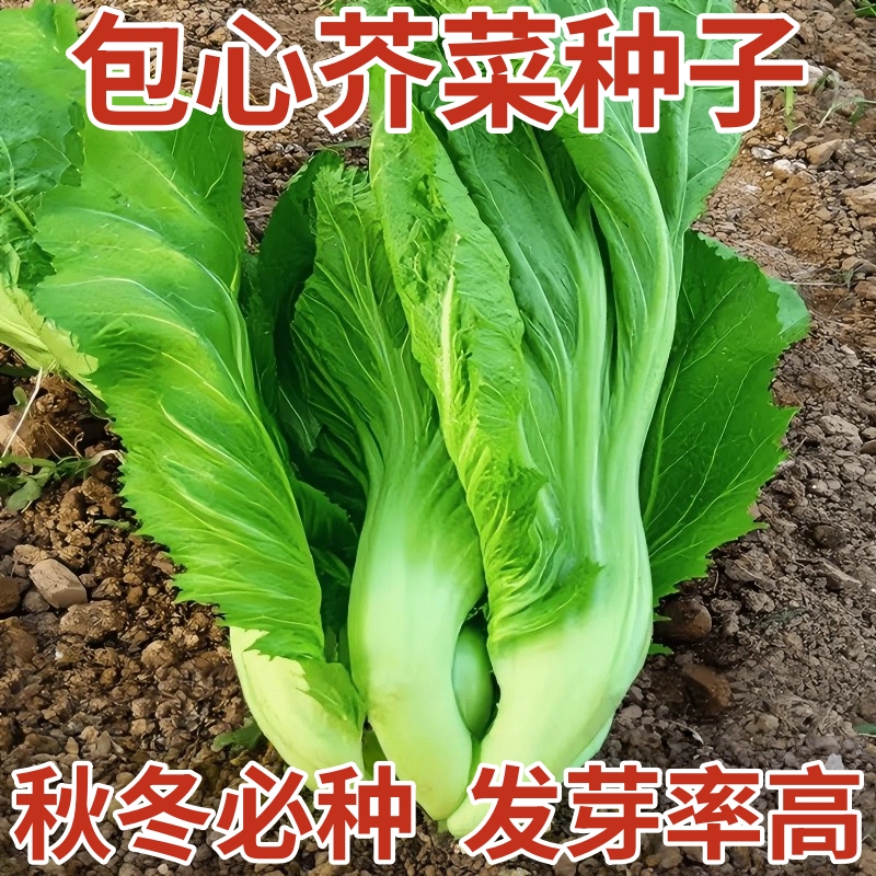 大坪埔包心芥菜种子大肉芥菜种籽介菜籽腌制酸菜泡菜青菜蔬菜种孑
