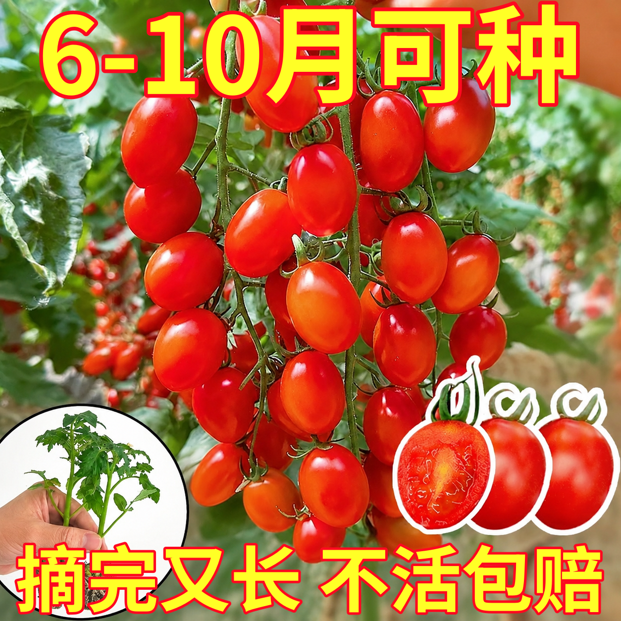 矮生番茄苗秧盆栽西红柿千禧小圣女果蔬菜苗种子四季水果阳台种植