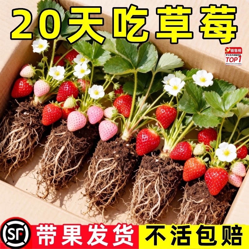 草莓苗秧原土原盆丹东99真红美玲红颜淡雪隋珠四季奶油草莓苗优质
