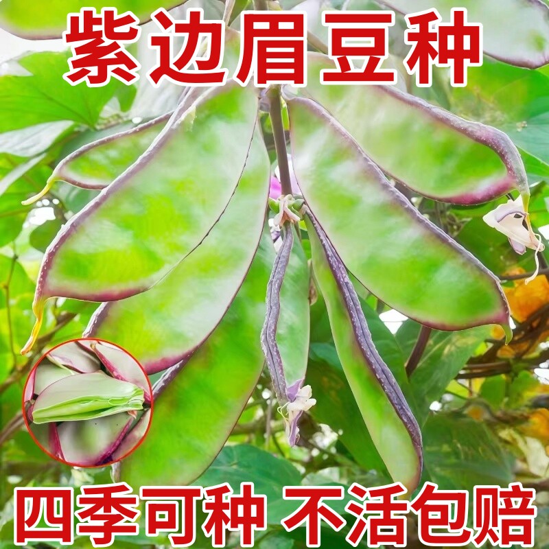 眉豆种籽早熟扁豆种子四季紫红梅豆架豆菜豆角边红眉豆蔬菜种子