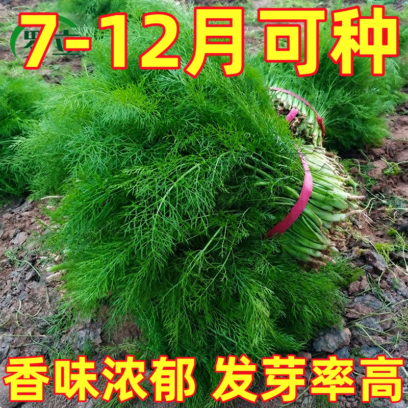 割茬茴香种子小茴香种籽茴香菜种籽阳台四季盆栽春季秋季蔬菜种子