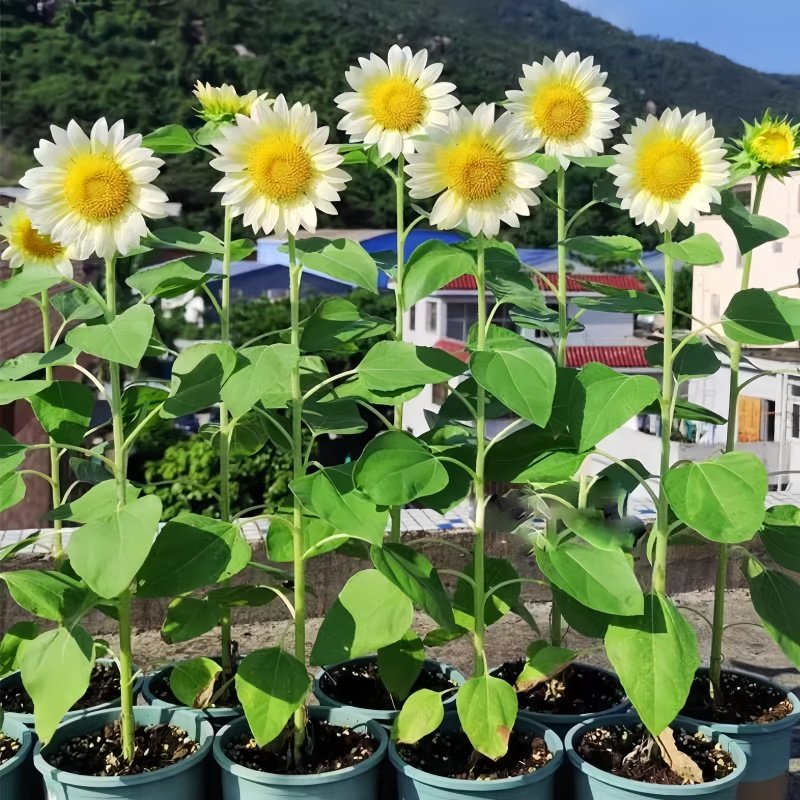 矮生向日葵种孑观赏葵花种籽子室内室外阳台盆栽四季播种开花易活
