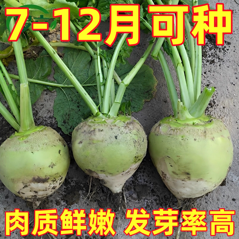 光头芥菜种子特大辣疙瘩种籽芥菜种籽四川辣菜腌渍秋季四季播蔬菜