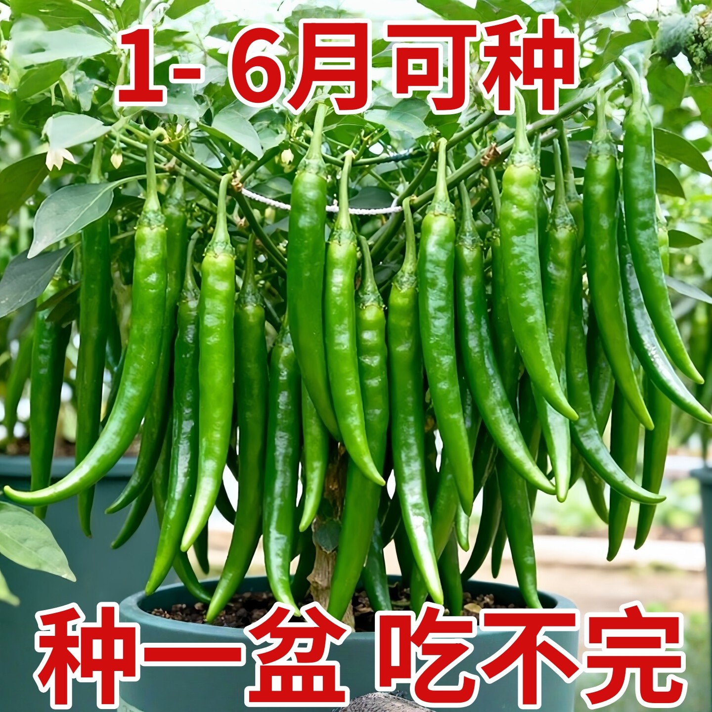 高产线椒辣椒苗二荆条特长杭椒尖椒南方蔬菜种籽子孑春季秧苗盆栽,鲜花速递/花卉仿真/绿植园艺,种苗/半成品盆栽,淘宝优惠券,粉丝福利购,淘宝优惠卷