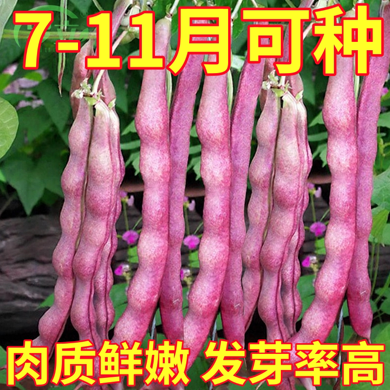 高产芸豆种子春秋紫芸豆紫架豆种籽四季阳台庭院豆角种蔬菜种孑