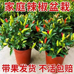 朝天椒盆栽带果可食用五彩辣椒小米椒花苗阳台庭院开花结果绿植物