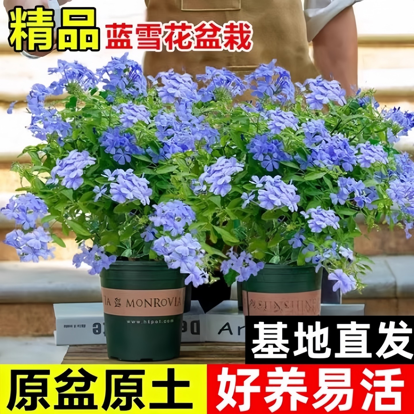 蓝雪花大花苗爬藤植物阳台庭院盆栽室内外鲜花卉盆景植物耐热易活,鲜花速递/花卉仿真/绿植园艺,红掌/凤梨/温室花卉,淘宝优惠券,粉丝福利购,淘宝优惠卷