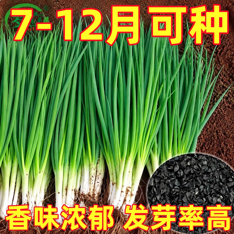 四季小香葱籽小香葱种子阳台室内盆栽葱种子耐寒蔬菜种子家庭菜种
