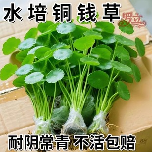 大叶铜钱草水培植物精品水养绿植室内外水生金钱草盆栽四季好养活