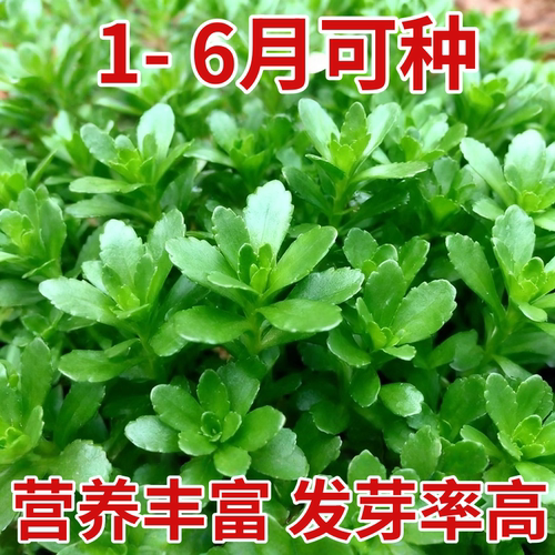 三七高钙养心菜种子养生菜种子四季种阳台盆栽耐热原装蔬菜种子籽