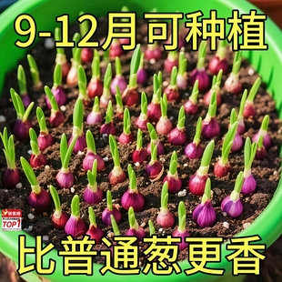 四川农家新鲜红葱头种盆栽干香小葱头葱种香葱头子葱果子熬葱油