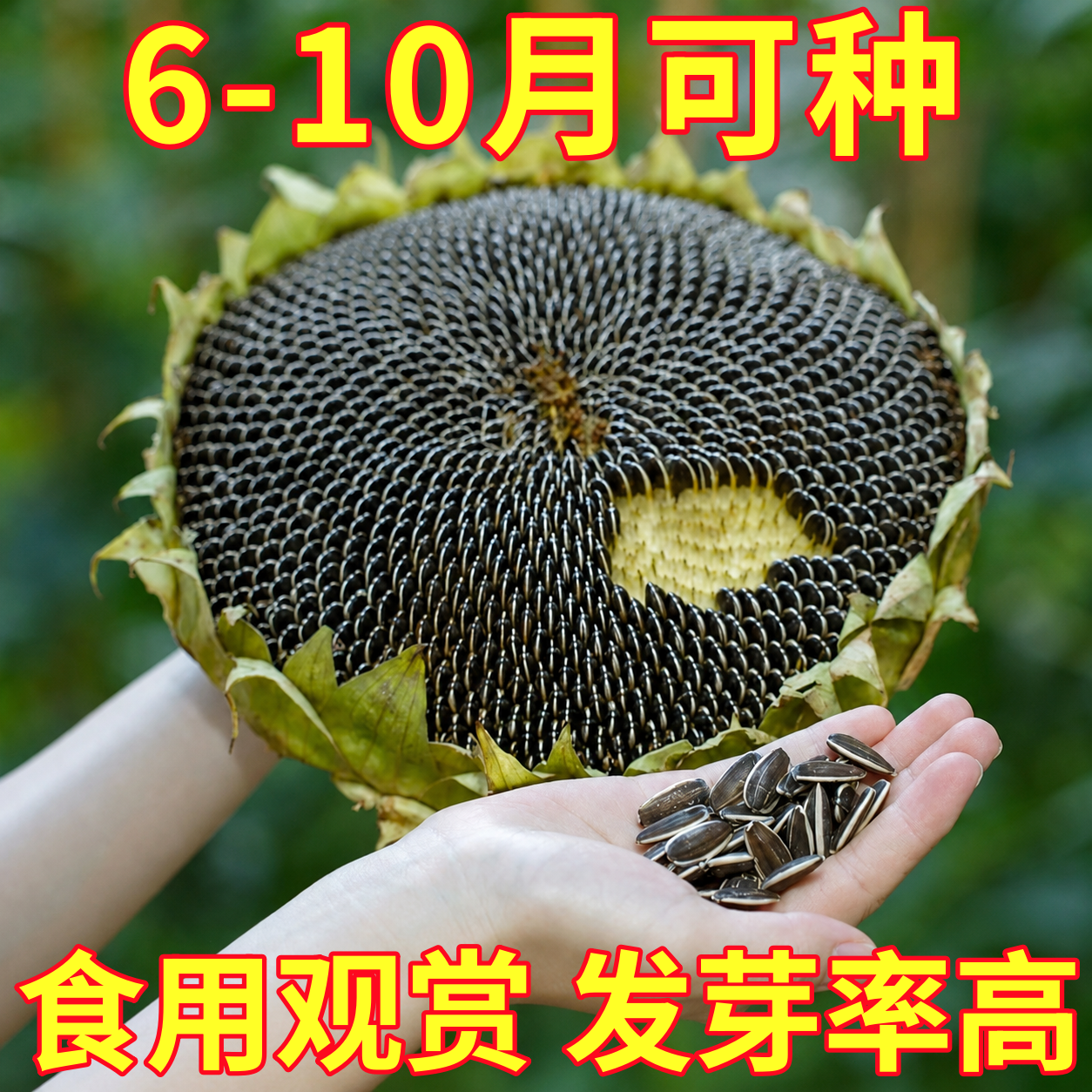 食用向日葵种孑高产观赏矮葵花油葵种籽四季阳台室内盆栽蔬菜种子