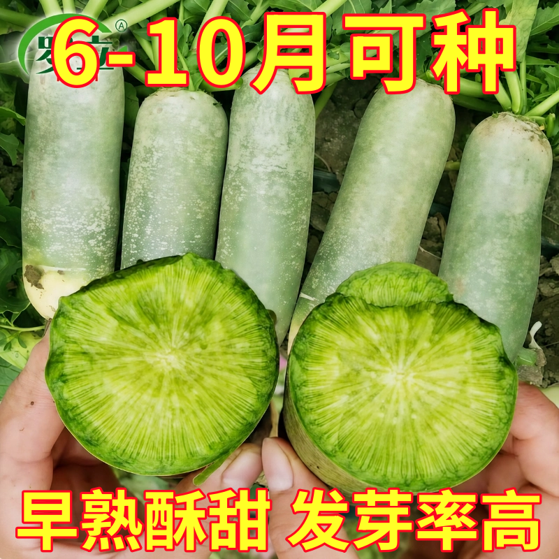 天津沙窝水果萝卜种子种籽子潍县青罗卜凤梨籽种甜脆型孑大全菜种