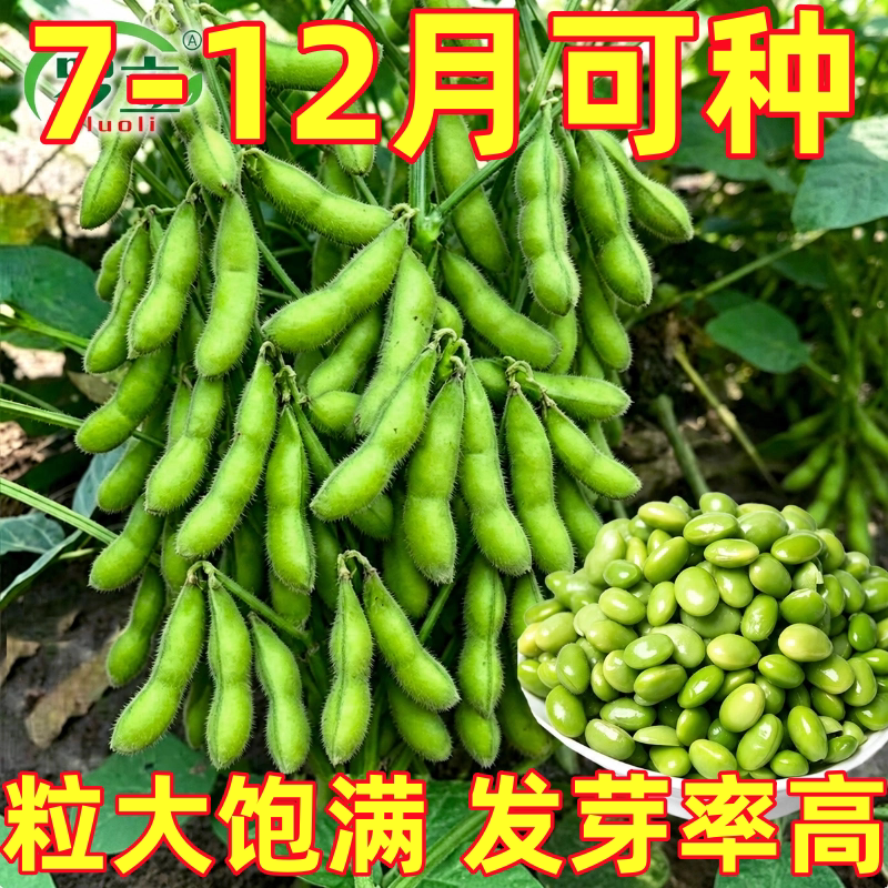 粒大毛豆种籽早熟大荚毛豆种子农家四季青黄豆大豆春秋蔬菜种子孑
