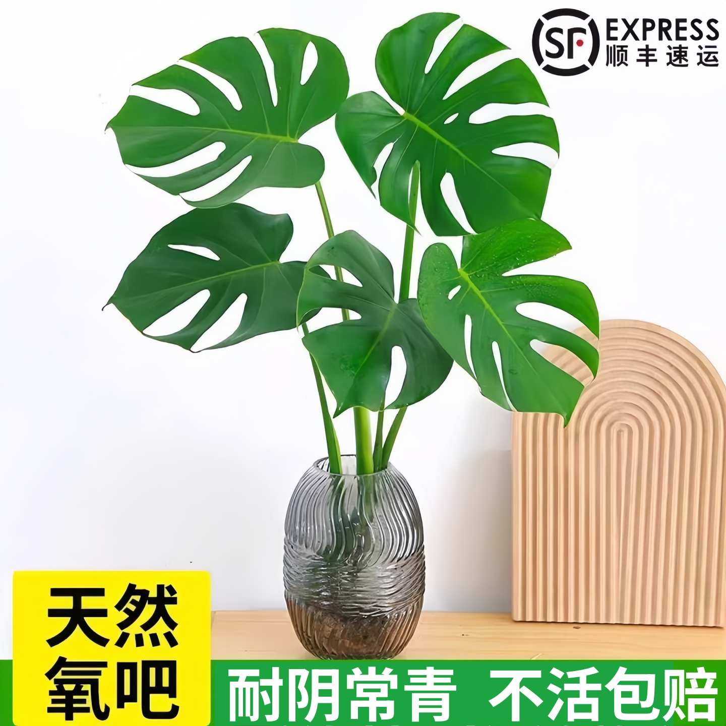 龟背竹水培植物四季绿植室内盆栽客厅办公室桌面大叶老桩水养竹子