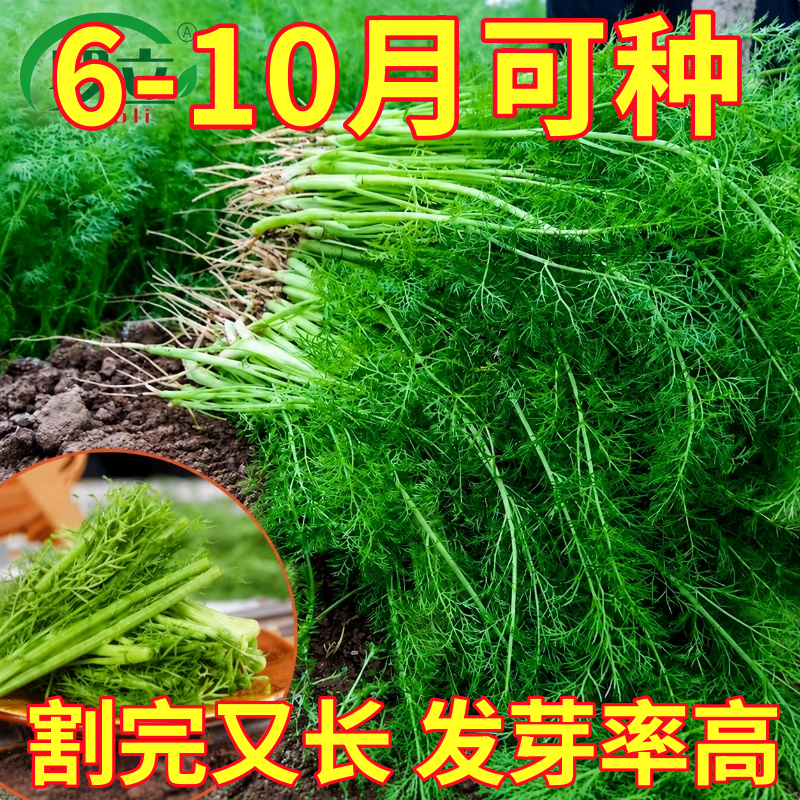 割茬小叶茴香种子四季播种多次采收茴香种籽谷香佐料种子蔬菜种子