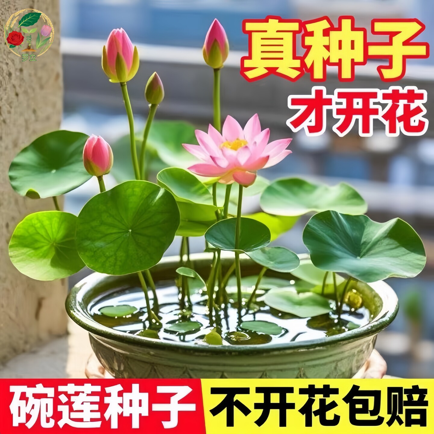 水培植物碗莲种子花卉室内好养四季播种水养荷花盆栽客厅开花睡莲