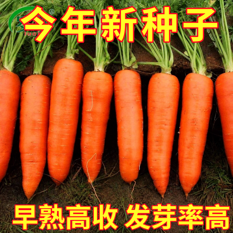 红胡萝卜种子早熟农家甜樱桃水果萝卜种籽夏秋季庭院种植蔬菜种孑