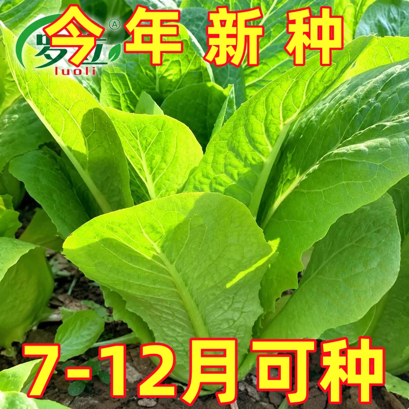 孔雀菜种子沙拉生菜种籽四季青菜罗马直立脆嫩蔬菜庭院高产包邮