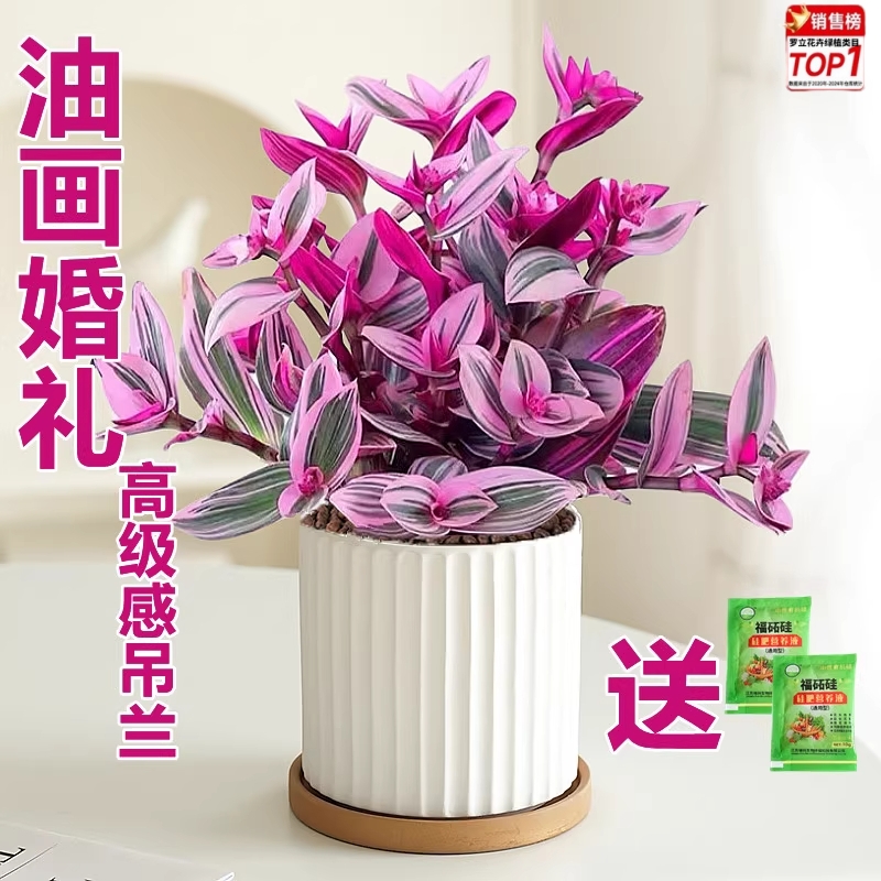 油画婚礼吊兰盆栽胭脂云多肉植物办公室内花卉桌面水培好养绿植