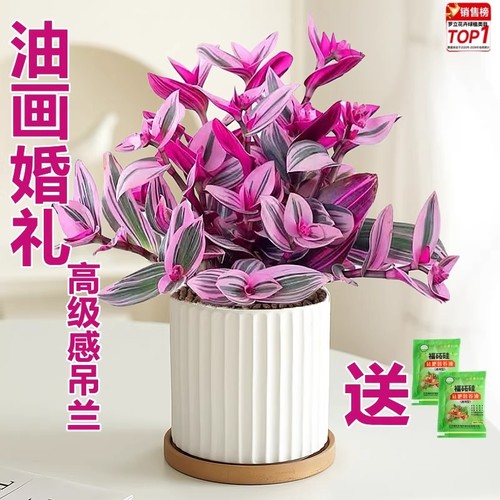 油画婚礼吊兰盆栽胭脂云多肉植物办公室内花卉桌面水培好养绿植