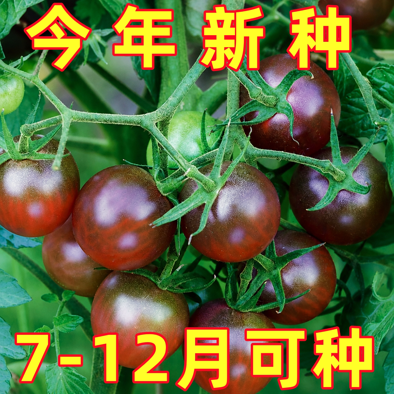 紫圣女番茄种子黑珍珠黑番茄樱桃千禧圣女果种子阳台盆栽西红柿苗