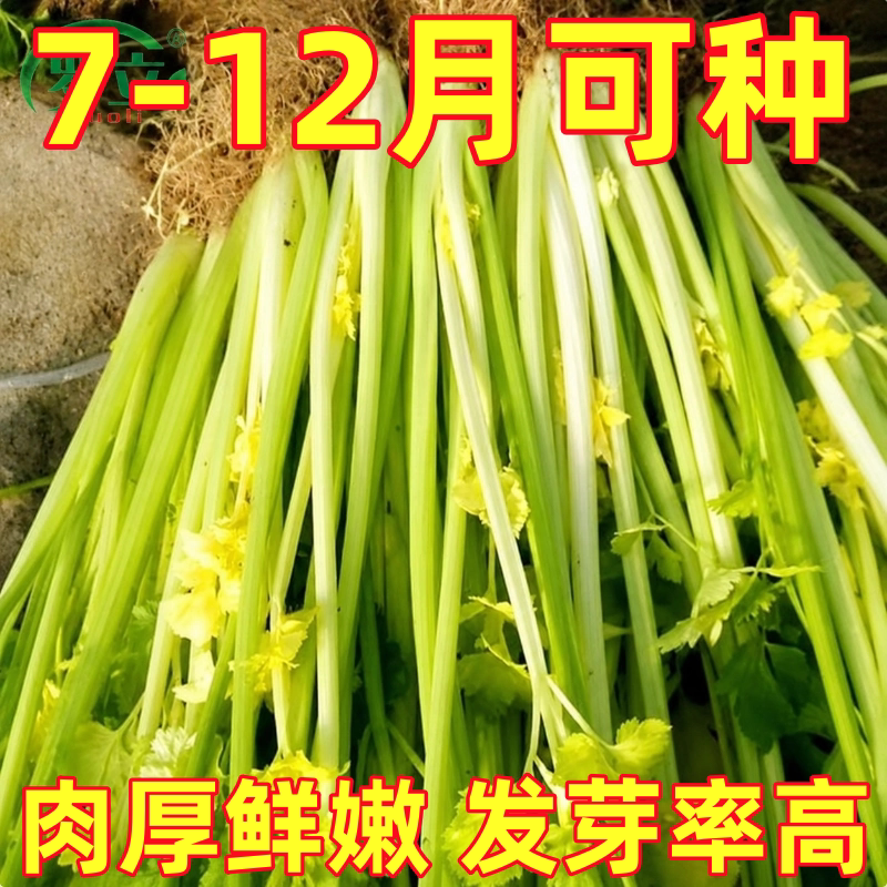 四季黄心芹菜种子籽白黄心土香芹种子秋冬农家庭院阳台蔬菜孑大全