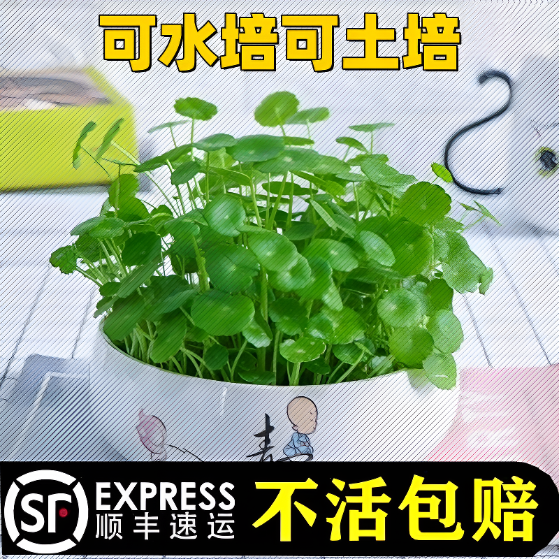 钱草水培水养土培室内植物 桌面办公室绿植创意阳台盆栽金钱草