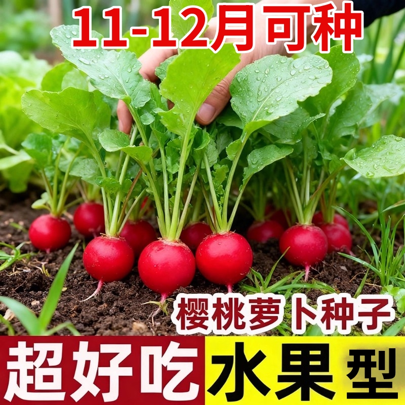 樱桃萝卜种子种籽子菜种菜籽罗卜大全盆栽四季水果萝卜小水孑籽种