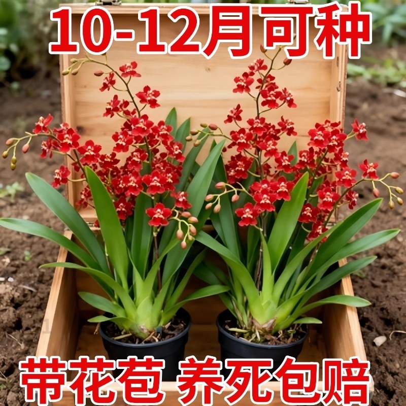 文心兰兰花苗浓香带花苞盆栽水养植物四季花开梦香兰桌面室内花卉