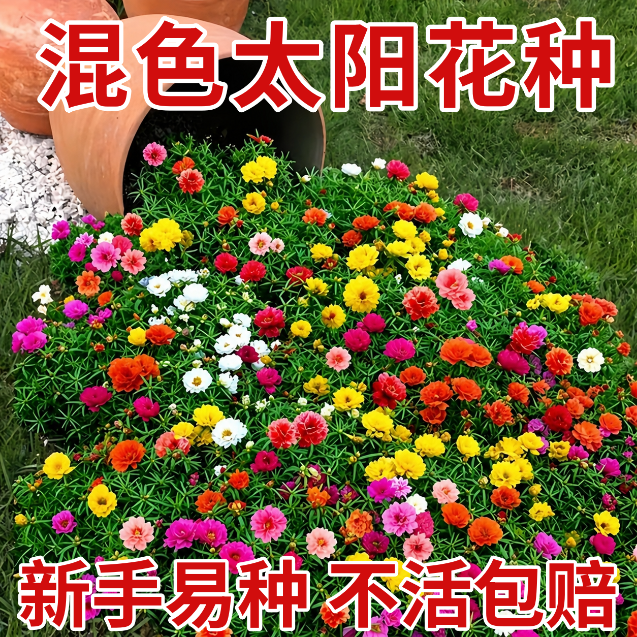 太阳花种子重瓣大花种籽四季开花格桑花向日葵花籽百日草庭院种植