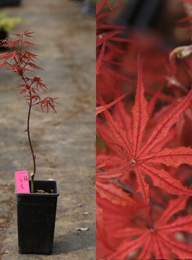 小苗枫树集合1 橙色r蕾丝出猩猩大滝翡翠蕾丝黑色蕾丝黄金流泉